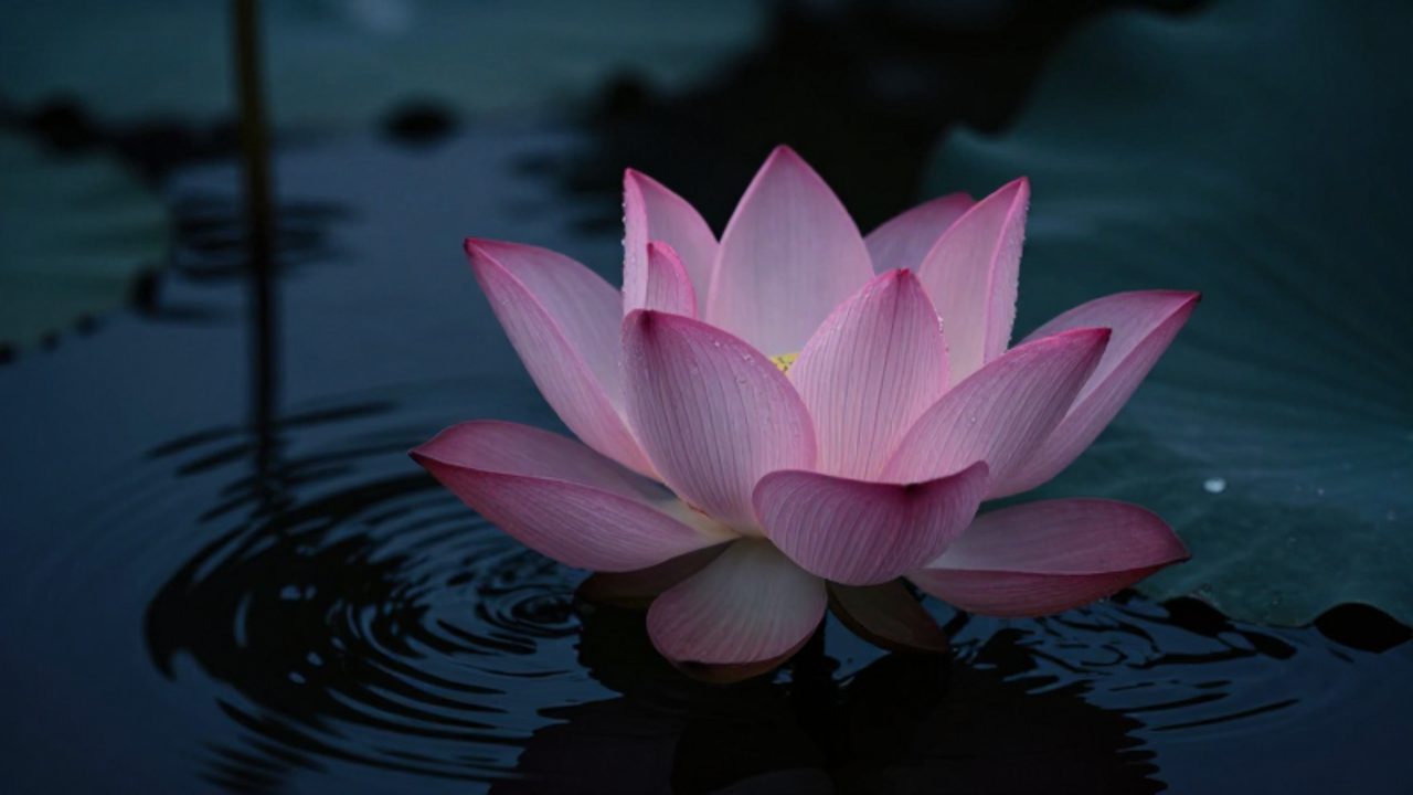 Una flor de loto rosa florece sobre aguas oscuras y turbulentas.